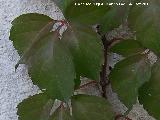 Parra virgen - Parthenocissus tricuspidata. Los Villares