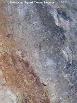 Efmera - Ephemera vulgata. Pea del Gorrin - Jan