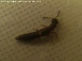 Escarabajo errante pequeo - Ocypus picipennis nevadensis. Los Villares