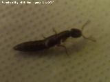 Escarabajo errante pequeo - Ocypus picipennis nevadensis. Los Villares