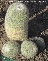 Cactus Mammillaria pseudoperbella - Mammillaria pseudoperbella. 