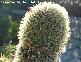 Cactus Mammillaria pseudoperbella - Mammillaria pseudoperbella. Benalmdena
