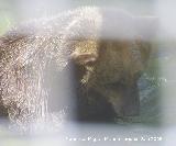 Oso pardo europeo - Ursus arctos arctos. Crdoba