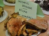 Nscalo - Lactarius deliciosus. Navas de San Juan