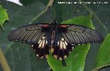 Mariposa Cola de mandarina asitica - Papilio lowi. Granada