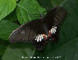 Mariposa Cola de mandarina asitica - Papilio lowi. Granada