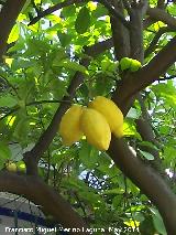 Limonero - Citrus limon. Crdoba