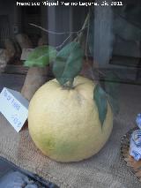 Limonero - Citrus limon. Limn gigante. Los Villares