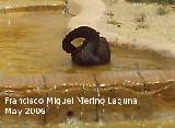 Pjaro Cisne negro - Cygnus atratus. Tabernas