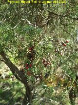 Enebro de miera - Juniperus oxycedrus. Arroyo Martn Prez - Aldeaquemada