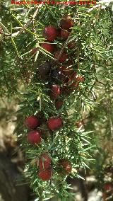 Enebro de miera - Juniperus oxycedrus. Frutos. Arroyo Martn Prez - Aldeaquemada