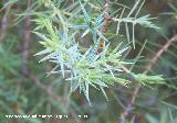 Enebro de miera - Juniperus oxycedrus. Cazorla