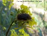 Escarabajo peludo - Tropinota hirta. Jan