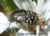 Escarabajo del sudario - Oxythyrea funesta. Caada de las Hazadillas. Jan