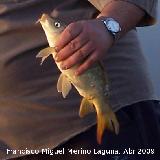 Pez Carpa - Cyprinus carpio. Pescada en el Pantano de Guadaln y posteriormente soltada viva. Arquillos