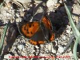 Mariposa manto bicolor - Lycaena phlaeas. Los Caones. Jan