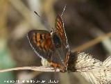 Mariposa manto bicolor - Lycaena phlaeas. Los Caones - Los Villares