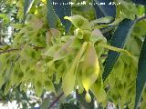 Ailanto - Ailanthus altissima. Semillas. Los Villares