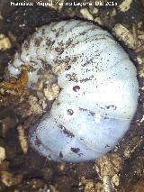Escarabajo rinoceroronte - Copris lunaris. Larva. Navas de San Juan