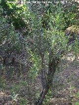 Espino negro - Rhamnus lycioides. Pea del Olivar - Siles