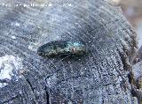 Escarabajo buprstido rstico - Buprestis rustica. Segura