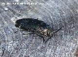 Escarabajo buprstido rstico - Buprestis rustica. Segura