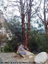 Eucalipto rojo - Eucalyptus camaldulensis. En una tubera. El Chorro - lora