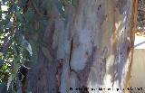 Eucalipto rojo - Eucalyptus camaldulensis. Crdoba