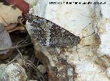 Mariposa banda acodada - Hipparchia alcyone. Caada del Saucar - Santiago-Pontones