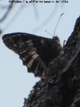 Mariposa banda acodada - Hipparchia alcyone. Pea de la Fuente - Jamilena