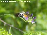Polilla esfinge colibr - Macroglossum stellatarum. Segura