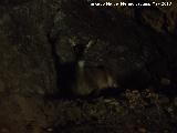 Ciervo - Cervus elaphus. Cierva en el interior de la Cueva de las Cabreras - Castillo de Locubn
