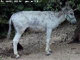 Burro - Equus asinus. Casera del Conde - Jan