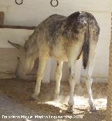 Burro - Equus asinus. Crdoba