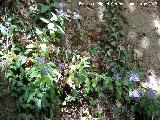Flor de la viuda - Trachelium caeruleum. Las Chorreras Valdepeas