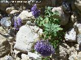 Flor de la viuda - Trachelium caeruleum. Los Caones (Los Villares)