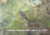 Larva de liblula - Sympetrum sp.. Navas de San Juan