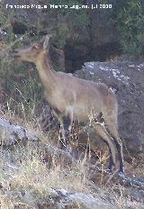 Cabra montesa - Capra pyrenaica. Los Caones - Jan