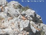 Cabra montesa - Capra pyrenaica. Peas de Castro - Jan