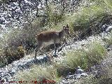 Cabra montesa - Capra pyrenaica. La Dehesa - Albanchez de Mgina