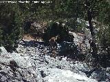 Cabra montesa - Capra pyrenaica. Lancha de la Escalera - Villacarrillo