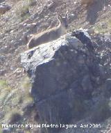 Cabra montesa - Capra pyrenaica. Valdepeas