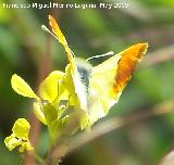 Mariposa Anthocharis euphenoides - Anthocharis euphenoides. Los Caones. Jan