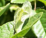 Mariposa blanquita de la col - Pieris rapae. Los Caones. Jan