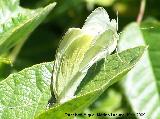 Mariposa blanquita de la col - Pieris rapae. Los Caones. Jan