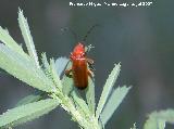 Escarabajo coracero - Rhagonycha fulva. Segura