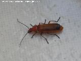 Escarabajo coracero - Rhagonycha fulva. Los Villares
