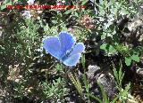 Mariposa nia celeste - Polyommatus bellargus. Pitillos. Valdepeas