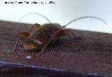 Escarabajo capricornio - Phymatodes testaceus. Los Villares