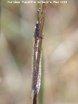 Hormiga len - Myrmeleon formicarius. Sanjuanes - beda